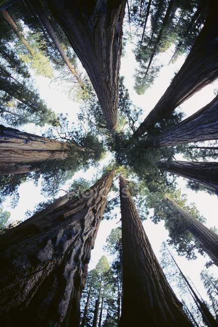 Alberi di sequoia nella foresta — Foto stock