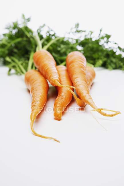 Пучок свіжої моркви — стокове фото
