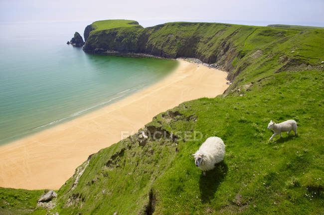 Овцы прогуливаются — стоковое фото