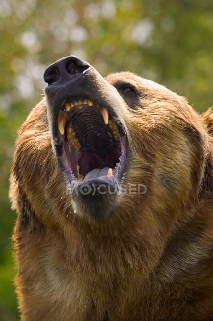 Orso con la bocca aperta — Foto stock