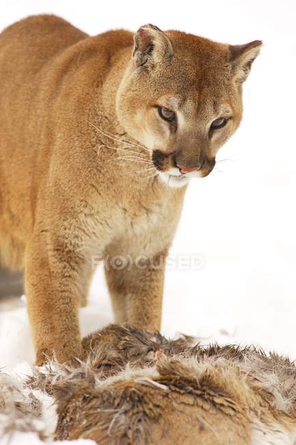 Cougar With Fallen Prey — Stock Photo