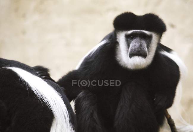 Monos Colobos blancos - foto de stock