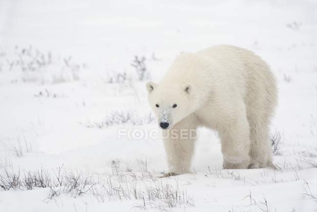 Junger Eisbär — Stockfoto