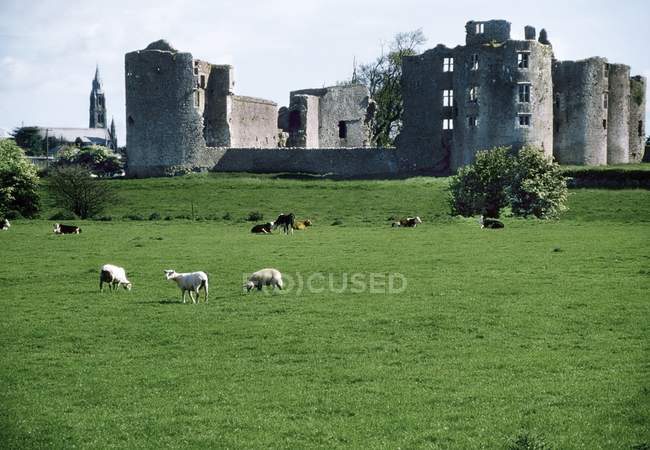 Roscommon Castle and sheeps — Stock Photo