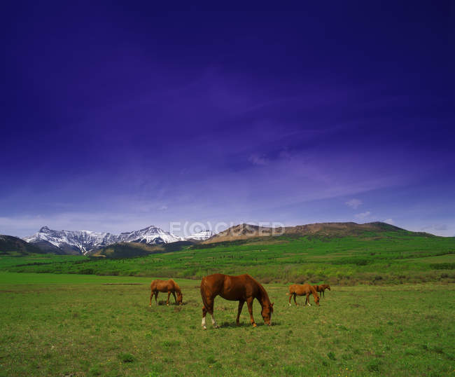 Cavalli al pascolo sull'erba — Foto stock