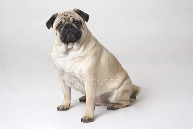 Sentado Pug cão — Fotografia de Stock