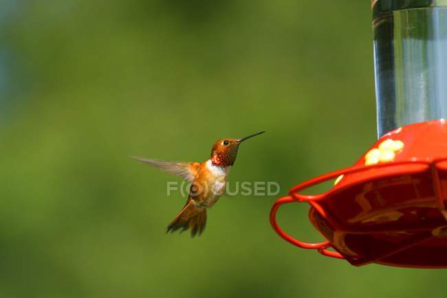 Kleine Kolibris fliegen — Stockfoto