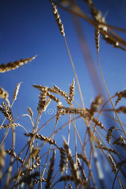 Angolo basso di grano — Foto stock