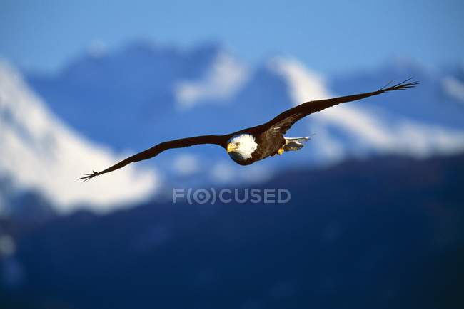 Weißkopfseeadler fliegt am Himmel — Stockfoto