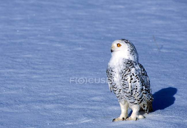 Snowy Owl On Ground — Stock Photo