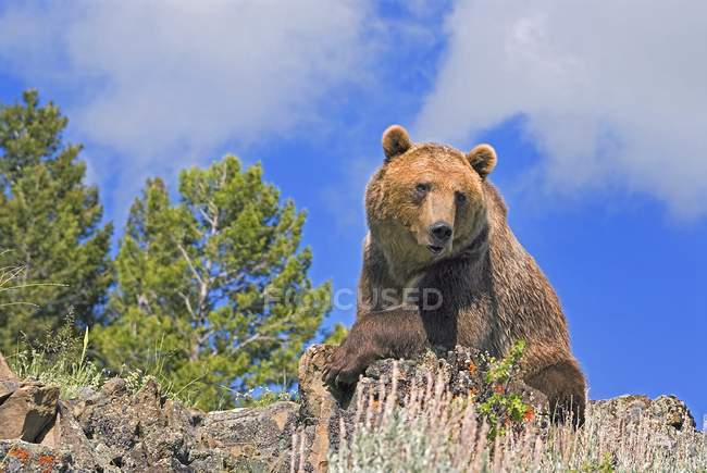 Медведь-гризли, лежащий на скамье подсудимых — стоковое фото