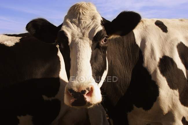 Cattle looking at camera — Stock Photo