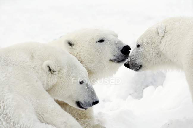 Tre orsi polari — Foto stock