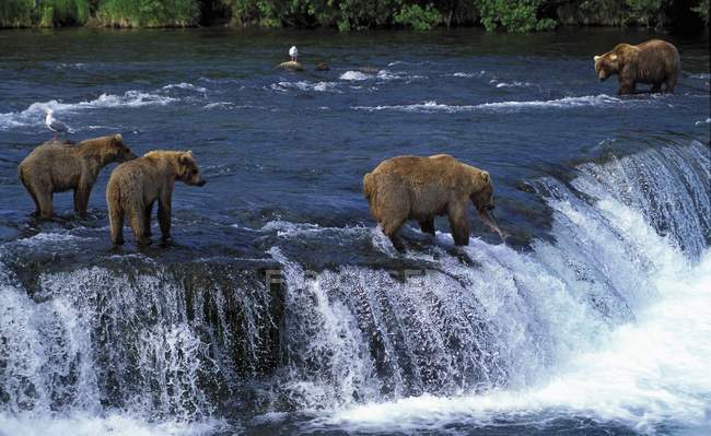 Ursos Grizzly em Brooks Falls — Fotografia de Stock