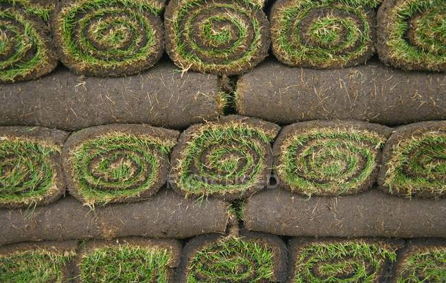 Sod with green grass — Stock Photo