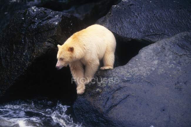 Kermode-Bär auf Findling — Stockfoto