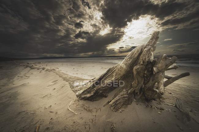 Driftwood на пляжі біля Альберти — стокове фото