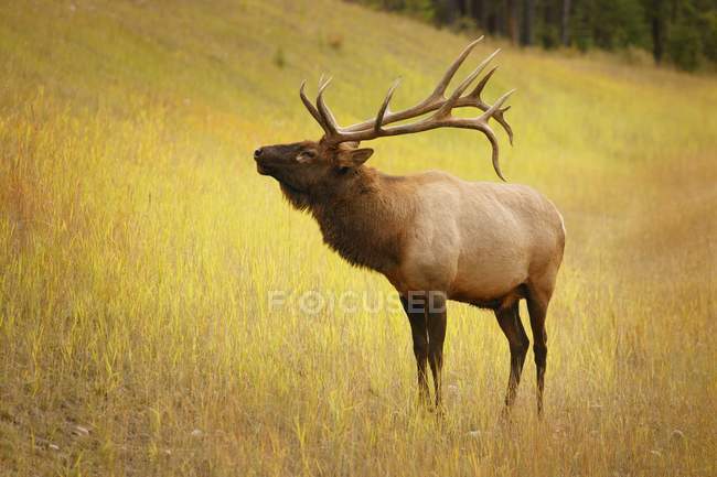 Elk standing on grass — Stock Photo