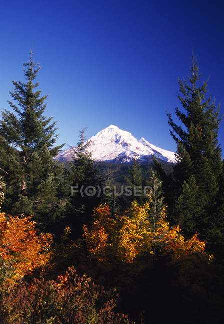 Cappuccio del monte in autunno — Foto stock
