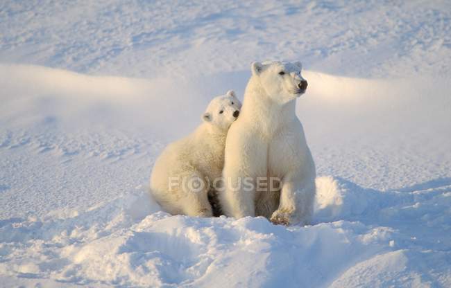 Белый медведь и детёныш — стоковое фото