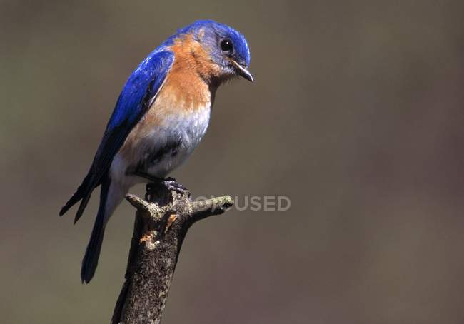 Восточная синяя птица на ветке — стоковое фото