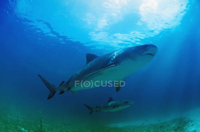 Tiger Sharks nadando - foto de stock