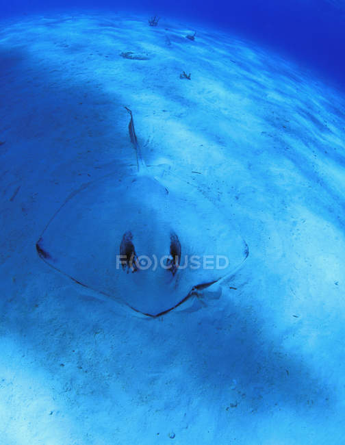 Stingray se cachant dans le sable — Photo de stock