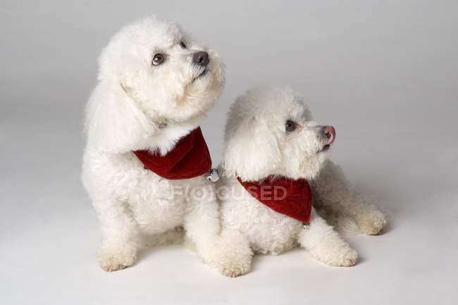 Pair Of Pedigree Dogs — Stock Photo