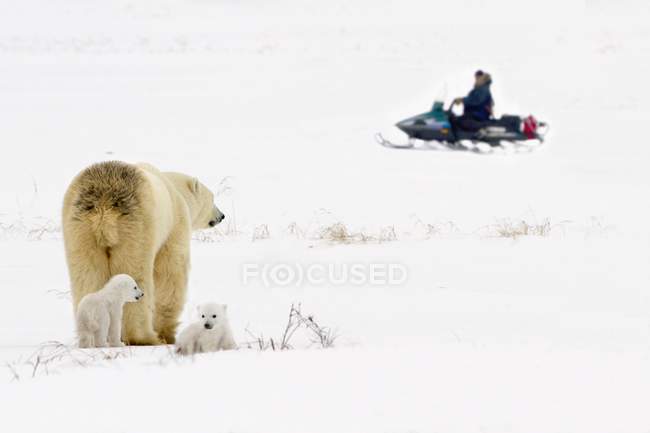 Polar Bear Sow Guarding — Stock Photo