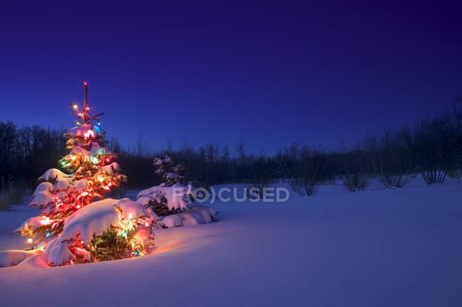 Прикраси різдвяна ялинка в лісі — стокове фото
