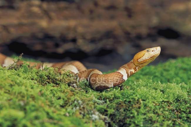 Serpiente cabeza de cobre del sur - foto de stock