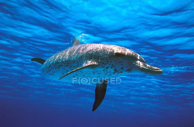 Delfín manchado atlántico - foto de stock