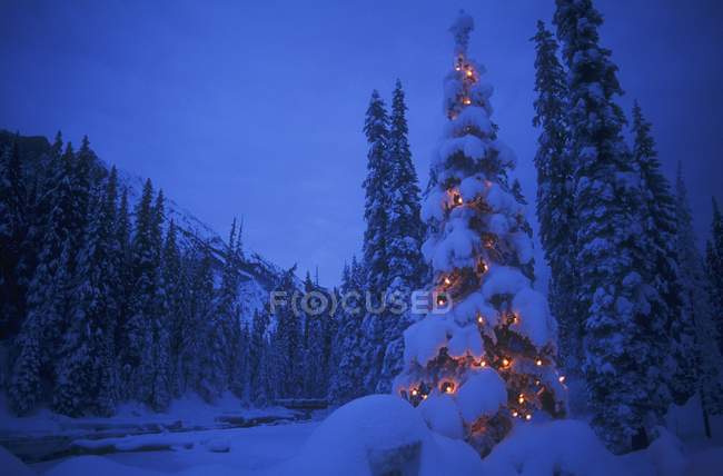 Arbre avec lumières de Noël — Photo de stock