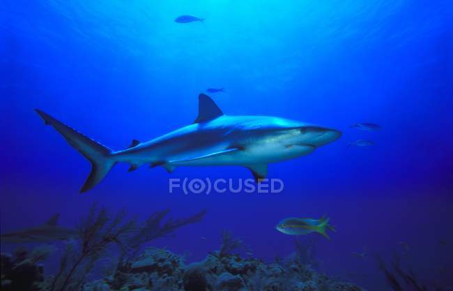 Tiburón arrecife del Caribe - foto de stock