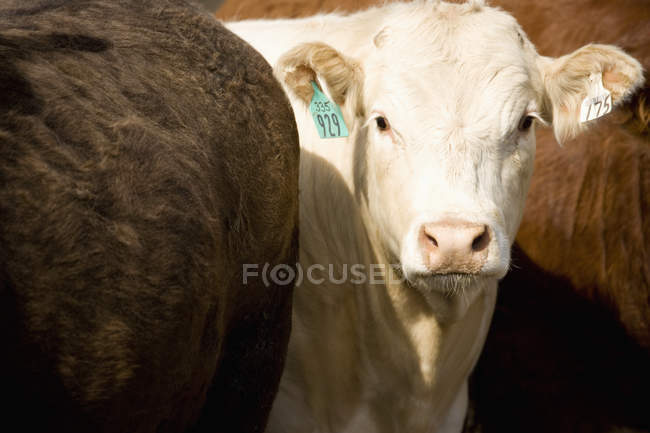 Велика рогата худоба з мітками в вухах — стокове фото