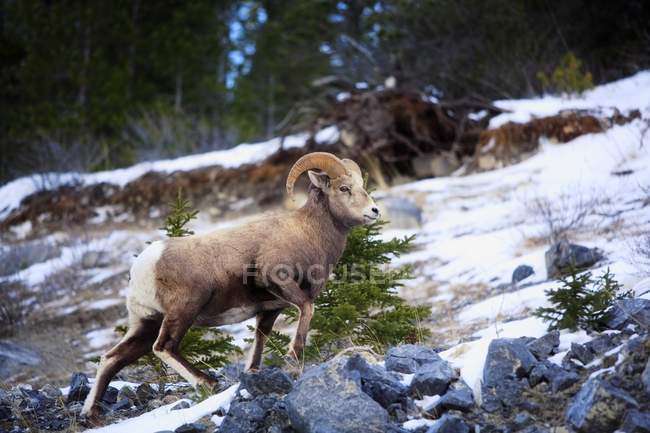 Bighorn Sheep Climbing — Stock Photo