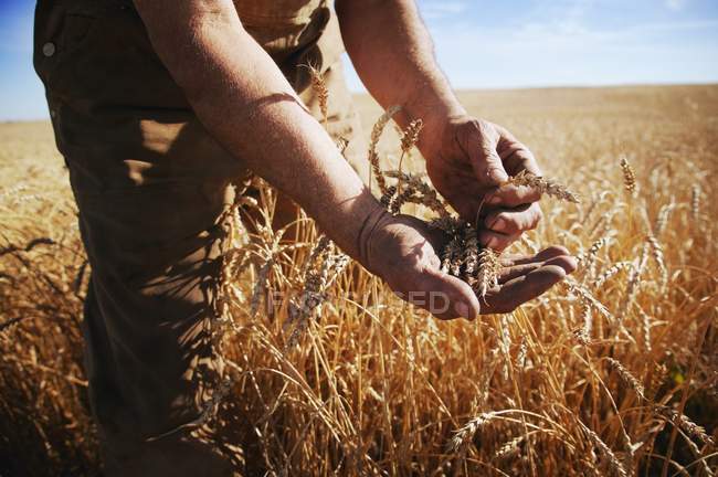 Agricultor sosteniendo grano - foto de stock