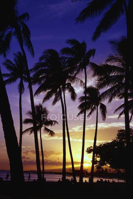 Siluetas de palmeras - foto de stock
