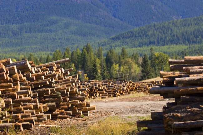 Pilhas de troncos na frente da montanha — Fotografia de Stock