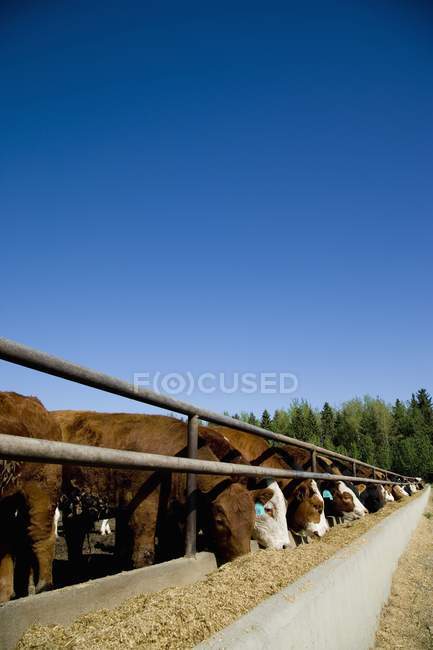 Годування худоби від годівниці — стокове фото