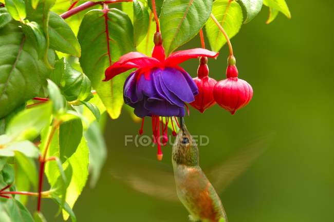 Humming Bird Smells Flowers — Stock Photo