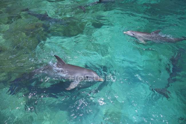 Delfini tursiopi in mare — Foto stock