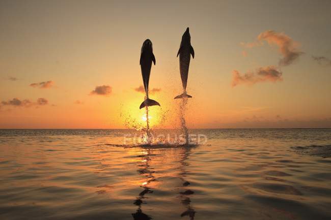 Delfines saltando en el mar al atardecer - foto de stock