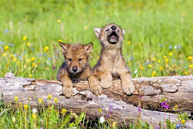 Wolf Cubs On Log — Stock Photo