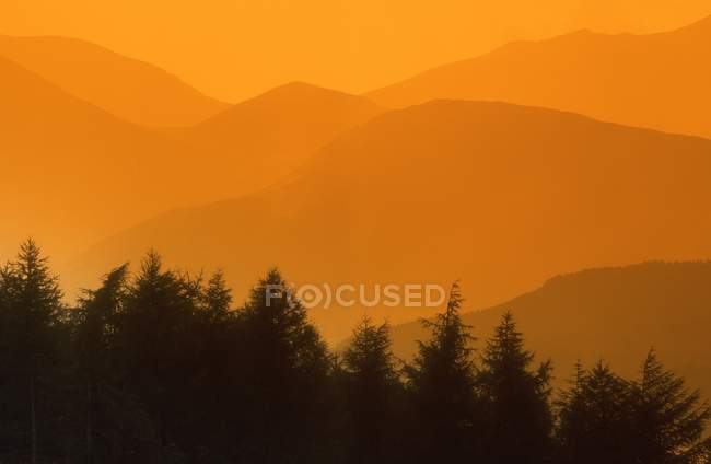 Árvores silhuetas contra colinas — Fotografia de Stock