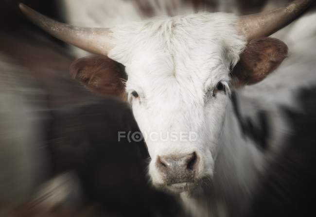 Mucca guardando la macchina fotografica — Foto stock