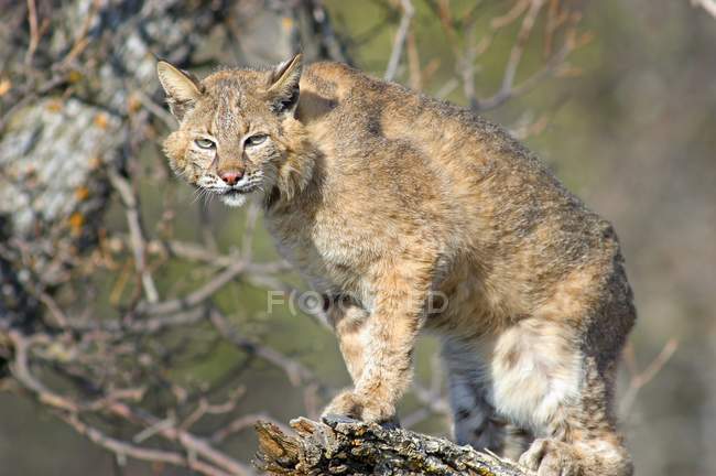 Bobcat стоячи на дереві — стокове фото