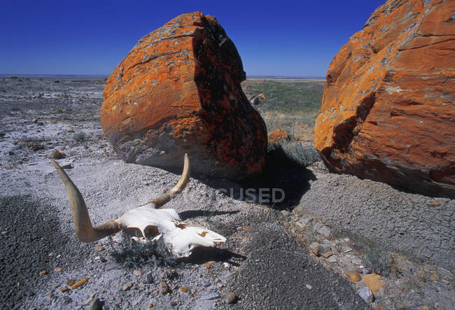 Корова черепа і великий валун в пустелі — стокове фото
