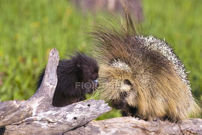 Porcupine Baby And Mother — Stock Photo