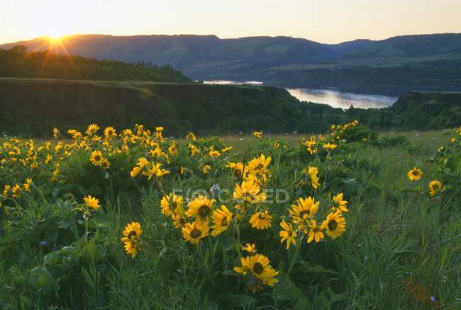 Balsamroot Blossoms In Meadow — Stock Photo